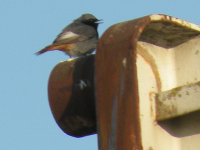 Ik had deze vogel al eerder gezien, maar telkens als ik hem wilde 'schieten' werd ik gestoord: een man die dacht dat ik een muur fotografeerde, of een pizza-auto met harde muziek, en weg was hij! Eindelijk vond ik hem terug achter een cementsilo, en met de lens door een hek gestoken kreeg ik hem op de plaat.