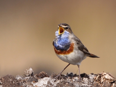 Was nog even de plaatjes van begin van de maand aan het nakijken. Als er twee blauwborstjes zitten, gaat het om het hoogste lied om de ander te imponeren en te vertellen dat dit zijn plek is.