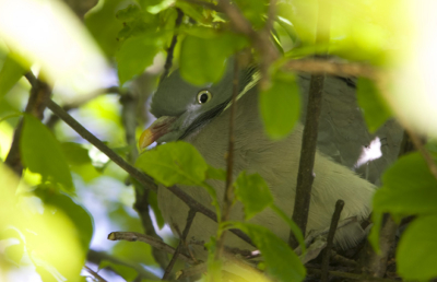 houtduif aan het broeden moest hem even zoeken maar hij zag mij eerder snel de foto genomen