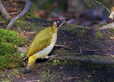 ook dit jaar heb ik al een paar groene spechten gezien in het bos in roden op de zelfde locatie van toen ik deze foto nam vorig jaar
Nu maar hopen dat ik ze er weer op de foto kan krijgen