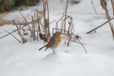 Deze foto stond noch in mijn verzameling toen ik deze aan het uitzoeken was.
Deze Roodborst stond ijskoud bij ons in de sneeuw om toch bij onze terotiale merel zijn kostje bij elkaar te halen