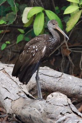 De Koerlan is de enige levende soort van het geslacht Aramus en de familie Aramidae. Hij behoort tot de orde van de Kraanvogels en komt voor in warme wetlands van Florida tot Argentini. In Costa Rica wordt de Koerlan zelden gezien, dus veel geluk gehad met deze waarneming en natuurlijk de foto.