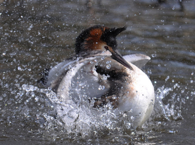 Baderende Fuut. foto gemaakt in het natuur gebied Arkenheem Nijkerk.