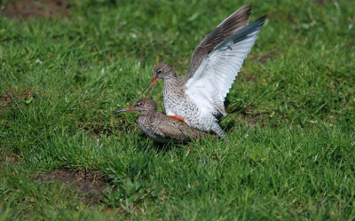 Na een dag fotograferen wereen we nog getracyeerd op deze parende tureluurs., Prachtig plaatje