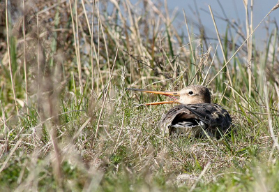 Een dagje naar de Uitkerkse polders geweest. In schuilhut de Grutto kwam een grutto voor de hut zitten,eerst foto's van hem gemaakt met de 100mm macro maar daarna van lens gewisseld en met de Tamron 55-200mm foto's gemaakt. ik kon hem met een 200mm heel goed op foto zetten. Hier schereeuwt hij even en een beetje later is hij een uiltje gaan vangen.
