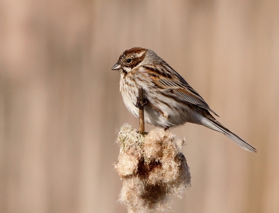 Dit vrouwtje zat heerlijk in het toppie van het riet. Bewust voor de uitsnede gekozen waarbij het lijkt of de sigaar/pluim onderaan stopt.
