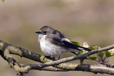 De buurman belde dat er een Bonte vliegenvanger in de tuin zat". Vlug de schilderskwast neergelegd ( ik was aan het schilderen ) en de camera gepakt. De vliegenvanger was helemaal niet schuw. Hij zat op een tak en vloog regelmatig naar de grond om een insect op te pikken. Op een zeker moment zag hij een insect vlak voor mijn voeten en daar vloog hij gewoon naar toe alsof ik niet bestond. Ik wist niet dat bonte vliegenvangers zo tam waren.