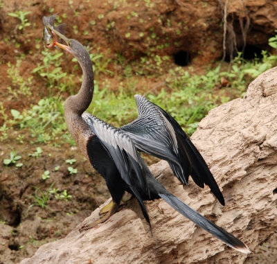 De Amerikaanse Slangenhalsvogel komt veelvuldig voor in de wetlands van Costa Rica, maar, we hebben er maar een gezien met een vis in de snavel. De foto is gemaakt terwijl de vogel de vis veilig stelde door een paar sprongen naar de oever.