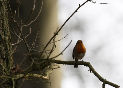 Tijdens een wandeling in Kring van Dorth zat deze roodborst op zo'n 4 meter afstand van me onverstoorbaar en vol bravoure zijn lied te zingen. Wat een prachtige vogeltjes! Dit is na wat gepruttel in het determinatie album min eerste "echte" upload. Wat zijn de meningen over de compositie?