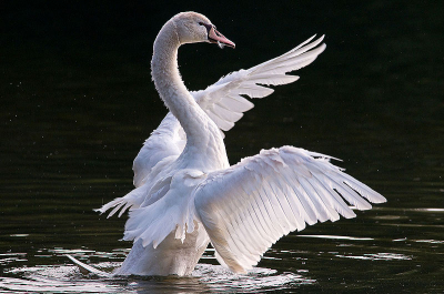 Een groepje jonge knobbelzwanen was lekker aan het spelen in het park. Deze richtte zich prachtig op.