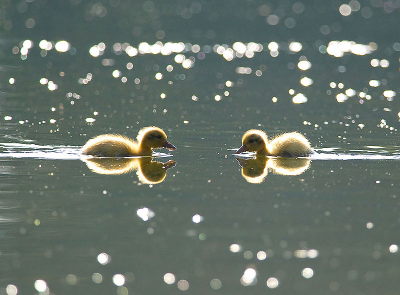 Jonge eendjes zijn zo heerlijk om te fotograferen. Zo schattig en vrolijk. Deze twee vinden elkaar ook wel lief, blijkbaar.