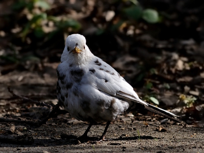 Bontje is, ondanks de strenge winter, gelukkig nog steeds alive and kicking - en voor mij altijd bereid om te poseren. Tja, ons kent ons.