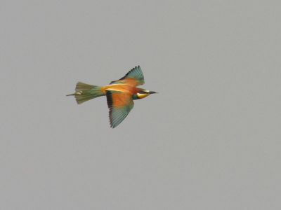 Ook in vlucht zijn ze schitterend! In de verzameling zat echter geen enkel vliegbeeld, dat is nu dus verholpen.