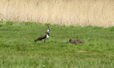 Deze kieviet zat in een veld in het Poortugaalse bos Valckestein
Mooi vloog deze neer voor mijn voeten