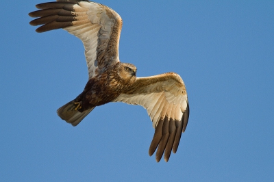 Al heel lang kijk ik regelmatig naar jullie mooie foto's op birdpix. Nu ik sinds kort in bezit ben van een 300mm kan ik ook een bijdrage gaan leveren. Vanavond in kinderdijk kwam deze kiekendief langs vliegen. En ja... soms is een extender net te veel.