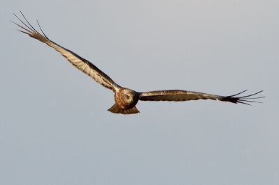 Met zijn imposante vleugelslag kwam deze recht op mij af ;  het weer was helder, en de vogel was duidelijk op zoek naar wat lekkers.