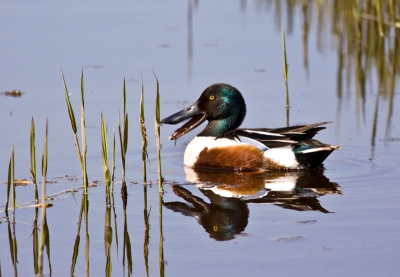 Na mijn werkzaamheden de polder maar weer in, want nu het weer zo mee werkt moet ik het er van nemen en toen ik goed en wel in de polder reed, kwam ik een spannetje slobeenden tegen, die rustig door bleven eten van al het goeds voor hen wat op de bodem van de sloot groeit en bloeid.
Heb een aantal fotos kunnen maken, maar deze vond ik wel heel eg leuk, want ik had nog niet een slobeend zien gapen en dan dus met zijn snavel zover open zodat je eens kan zien wat voor een grote (bek) dit beestje wel niet heeft.