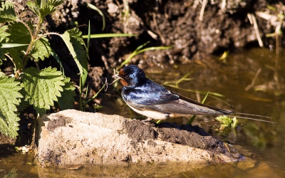 Als het geregent heeft dan zie je de boerenzwaluw aan de rand van de plas de klei op pikken voor het bouwen van zijn nest, maar nu we al een hele tijd geen regen hebben gehad halen ze het aan de kant van de sloot. De bouwers pikken dan klei en kleine strooitjes op en zo kan het bouwen dan toch doorgaan.
Deze zwaluw was dus heel ijverig bezig om bouw materialen te verzamelen.