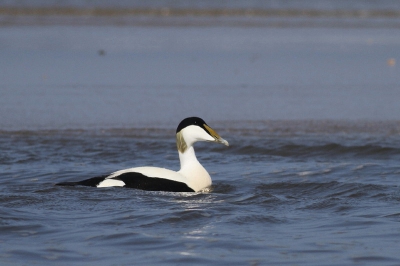 Deze eider foerageerde in een geultje vlak voor de zeewaterlijn. Mooie vogel is het toch!