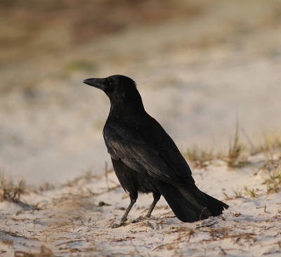 In de duinen worden de gewoonste vogels toch altijd net iets bijzonderder. Een zwarte kraai hier heeft toch wat meer dan een op het dak van mijn schuur.