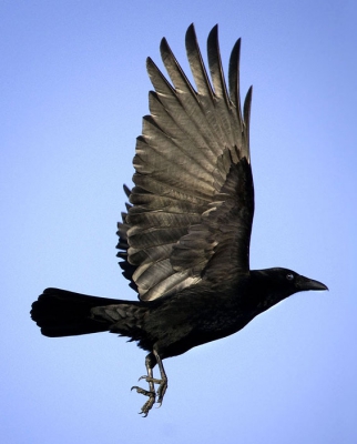 Bij zwarte vogels vind ik het licht op hun vleugels en veren vaak heel mooi.