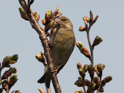 Net begonnen met mijn nieuwe hobby. Eerst maar even oefenen achter in de tuin waar deze groenling langs kwam. Foto vanaf monopod op 500mm met de sigma 150-500