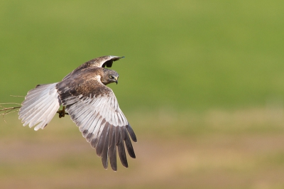Maandagochtend op de dijk in de buurt van het nest zagen we een bruine kiekendief af en aan vliegen met nestmateriaal.