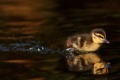 And now for something completely different: zeearenden en ijsvogels zijn fantastisch om te fotograferen, maar ik blijf toch ook een weak spot hebben voor kleine eentjes en hun eindeloze energie....:D