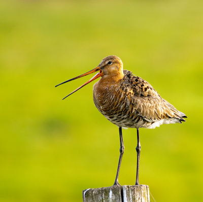 gisteravond nog even het binnenveld in geweest en deze grutto stond op een plaatje te genieten van de warme avondzon