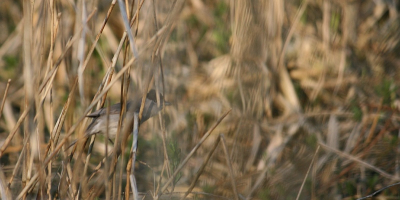 Vanochtend even een rondje gemaakt, veel zwartkoppen en fitissen gezien en deze kwam binnen het bereik van mijn 250mm lens wat nog niet eerder gebeurt was bij zwartkopjes.