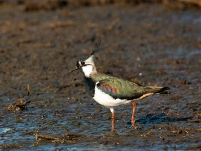 Al vele malen geprobeerd maar volgens mij nu toch echt een Birdpixwaardige plaat, scherp, mooi licht, licht in het oogje, leuke houding, wat wil je nog meer. Graag hoor ik jullie inhoudelijk commentaar zodat ik mij nog verder kan verbeteren.