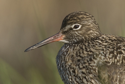 Na een jaar vanochtend weer eens op pad, mooi weer en vroeg op richting de Bantpolder zat deze tureluur op een paaltje, iets te dichtbij met de converter er tussen.