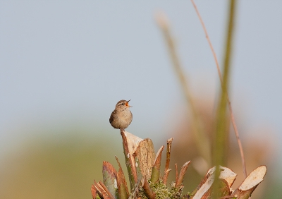 Gemaakt in het wilgenbos bij de Biesbosch. Groot gedeelte van de wilgen zijn gesnoeid, waar deze winterkoning zijn hoogste lied begon te zingen.