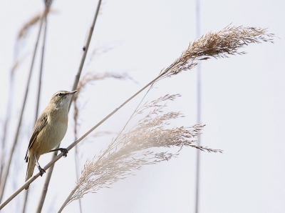 Deze Rietzanger zat geregeld boven in het riet in het zonnetje het hoogste lied te zingen.