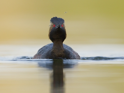 Brabantse nachten zijn lang .... de mijne was kort want deze morgen lag in al vroeg aan het water om de fuutjes to fotografen. Er zijn er al heel wat gepost de laatste weken. Dat deze kleine rakker een mugje uit de lucht probeerde te vissen vond ik persoonlijk wel een leuk moment.