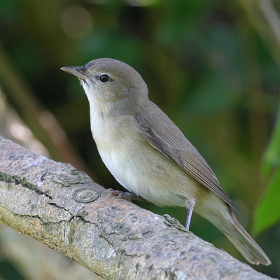 Eerst dacht ik een braamsluiper te kunnen vastleggen maar later klonk er een gezang van een tuinfluiter en ben toen overtuigd. Als het niet goed is krijg ik wel commentaar.
Het is een vrij kleurloos vogeltje en ontzettend schuw.