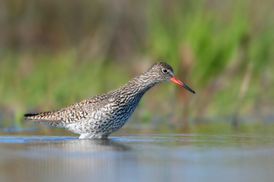 Bewerking foto van Tom.

Origineel: http://www.birdpix.nl/album_page.php?pic_id=211479&recent=1&db=1