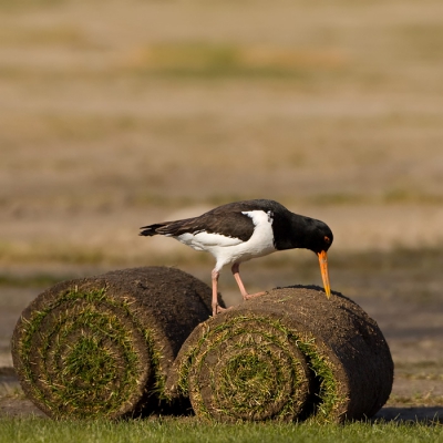 <i class='fa fa-user'></i> Willem de Wolf | Scholekster  <i class='fa fa-eye'> 487</i>  <i class='fa fa-thumbs-up'> 11</i>   <i class='fa fa-comment-o'> 13</i>