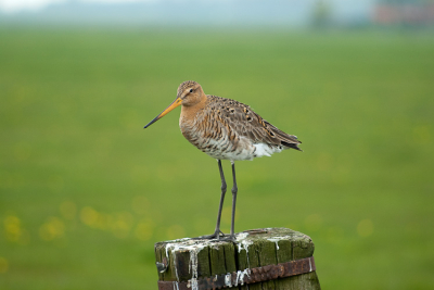 Deze Grutto bleef mooi zitten toen ik voorbij fietste. Zelfs toen ik afstapte, mijn camera uit mijn fietstas pakte en door mijn  knieen ging.