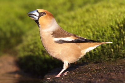Deze dorstige Appelvink kwam spontaan even wat drinken phoe wat een dorst!