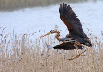 I saw this heron at the last moment before landing in the reeds. Unfortunately the weather was cloudy and there is not enough colors. I would be grateful for your comments and suggestions to improve the picture.