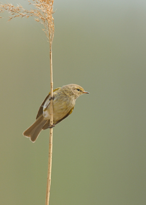 'smorgensvroeg warm gekleed de met dauw bedekte natuur in en gaandeweg steeg de zon zodat vervolgens heerlijk de hitte op je te dikke kleren staat...ondanks dat, fantastisch weer en de vogels hadden er zin, na een half uur bij het riet te staan sprong deze redelijk dicht in de buurt tegen een stengel op.