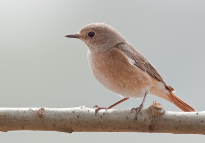 Afgelopen weekend was het erg druk in mijn tuin. Verassend om te zien dat het paartje gekraagde roodstaart weer hetzelfde nestkastje heeft uitgezocht.dit vrouwtje poseerde voor mij op een wilgentak.