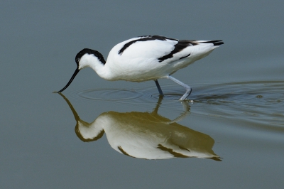 Een Kluut bij Wagejot. Bij weinig wind zorgt de spiegeling altijd voor mooie plaatjes.