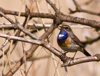 Soms kost het je een paar uurtjes wachten op de blauwborst, maar goed dan heb je ook wel wat. 
Deze blauwborst kwam heel dichtbij terwijl ik in mijn mob. schuilhut zat te wachten en kon ik hem fotograferen.
Het gezang van deze vogel is echt prachtig en uit alle vogelgeluiden te herkennen.