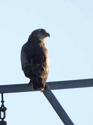 Door het commentaar op mijn foto van de roofvogel met blauwe eksters begon ik te twijfelen of het inderdaad wel een zwarte wouw is. 
de staart is wel kort, en ik denk zelf geen dwergarend. Arno dacht aan een slangenarend - wie weet het?