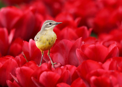 Vandaag behoorlijk geluk met het foto's maken. Ik had de gele kwik vanmorgen eerst al in een mooie heg. Maar even verderop een uurtje gewacht bij de tulpen. Gelukkig kwamen ze ook daar in beeld.