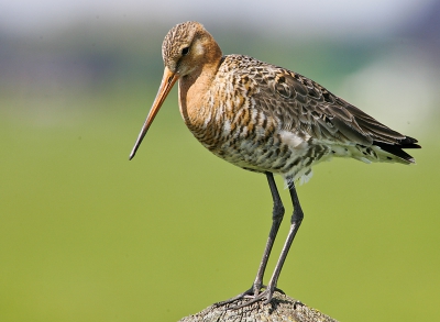 Deze Grutto stond heerlijk in het zonnetje op een grote dikke houten paal toen ik langs kwam rijden en nadat ik gestopt was bleef hij heerlijk rustig zitten, ik moest zelfs iets doorrijden anders kon ik hem niet eens in zijn geheel op de foto krijgen.