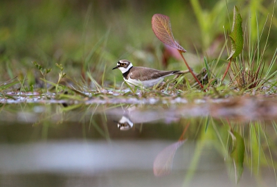 Gisteravond genoten van de kleine pleviertjes. Het was eigenlijk al te donker, maar bij 800 ISO ging het nog net. Dit spreekt toch meer aan dan een portretje.