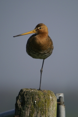 Mijn eerste foto op birdpix,  eens kijken welke reacties er komen.